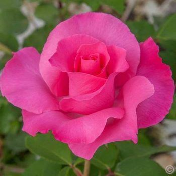 L�amore