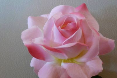 Profumata rosa