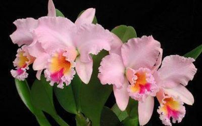 Fiori