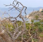 Vecchia pianta