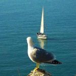 L�amore e le rose