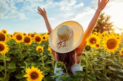 La vivacit� dei girasoli