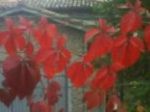 Rosse le scie, polvere dentro