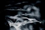 Pi� della notte