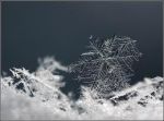 Neve