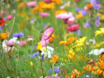 I fiori del campo