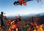 Mite autunno