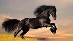 Osare...� libert�