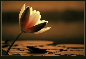 Cos'� poesia?