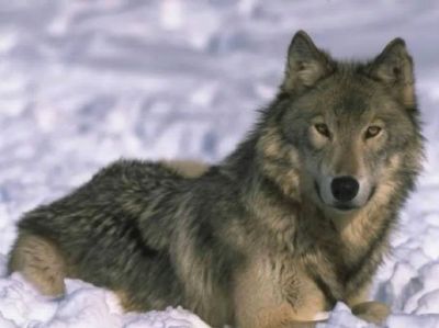 Ad un`amica che ulula alla luna