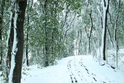 Neve  