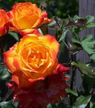 Nel respiro d�un fiore