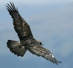 Come un'aquila