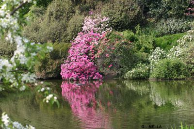 Magia del lago