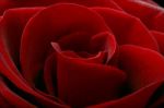 La rosa