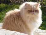 Ode al gatto
