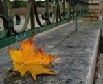 Foglia d'autunno