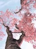 Come mandorlo in fiore