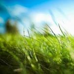 L'emozione � un filo d'erba
