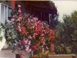 La casina dei gerani (ovvero sembra sempre tutto uguale)