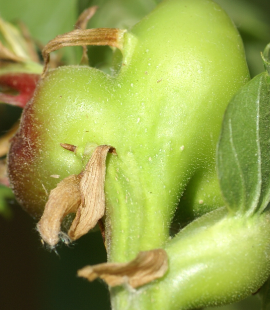 La vespa cinese