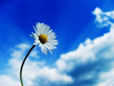 Il perch�