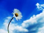 Il perch�