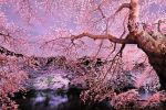L'albero del ciliegio