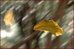 Malinconia d' autunno