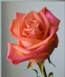 Petali di Rosa