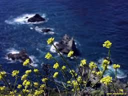 Amara verit�