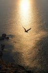 Volo di gabbiano