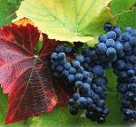 Settembre