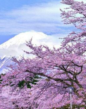 Primavera