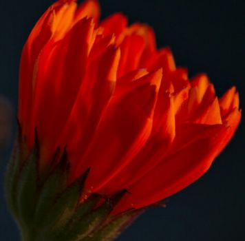 Tenerezza
