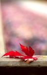 Il giorno dell'amore