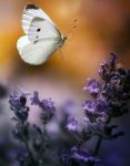 Un volo nell'amore (Amor che ascolta in rime il giorno)