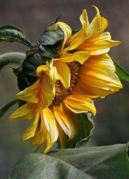 Il calore del sole