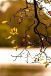 Autunno