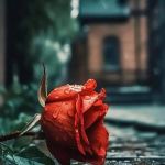 Di fiore in fiore