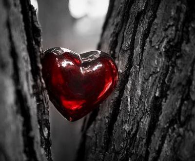Un cuore per amico