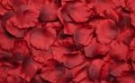 Petali di rose