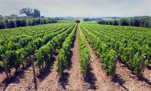 La vigna