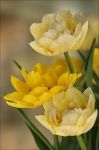 Colsi un fiore