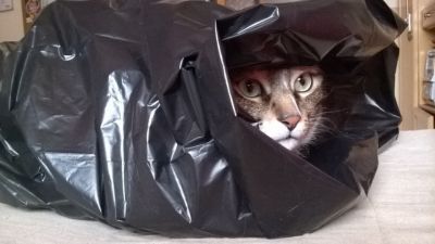 Gatto