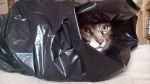 Gatto