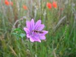 Prati di colore