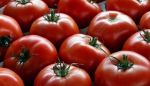 Iniziate a raccogliere pomodori