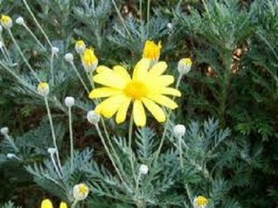 Come fiore