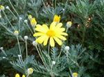 Come fiore